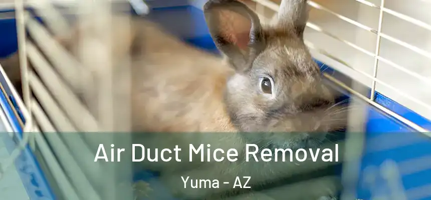  Air Duct Mice Removal Yuma - AZ